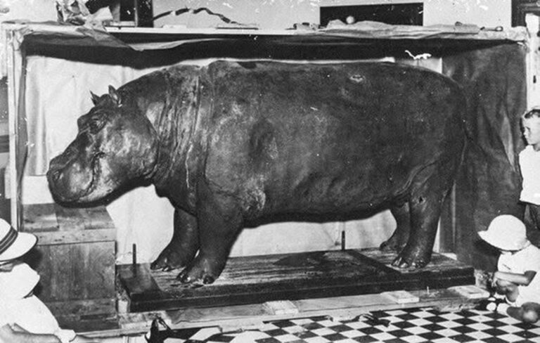 En la foto, Huberta en taxidermia