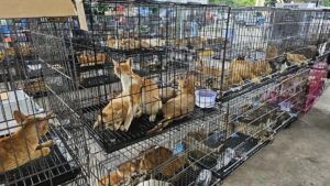En la foto, Gatos rescatados en una redada contra una red que comercializaba su carne en Vietnam