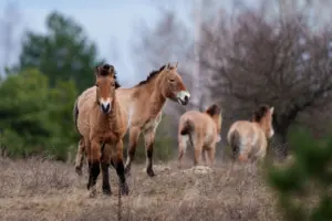 En la foto, el caballo de Przewalski,