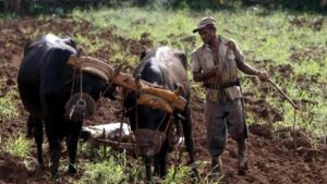 En la foto, un campesino con una yunta de bueyes