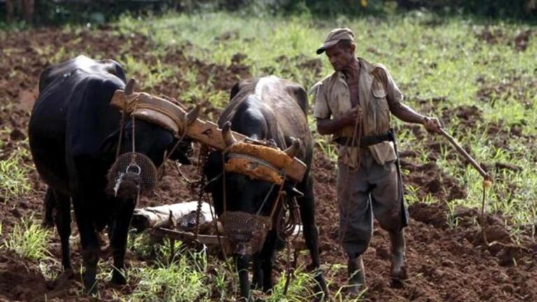 En la foto, un campesino con una yunta de bueyes