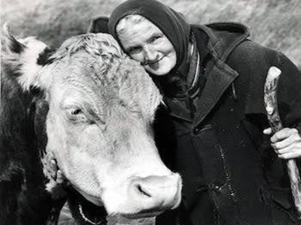 En la foto, Hannah Hauxwell y una vaca
