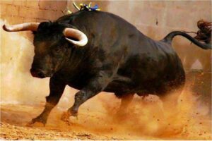 En la foto, un toro en una corrida