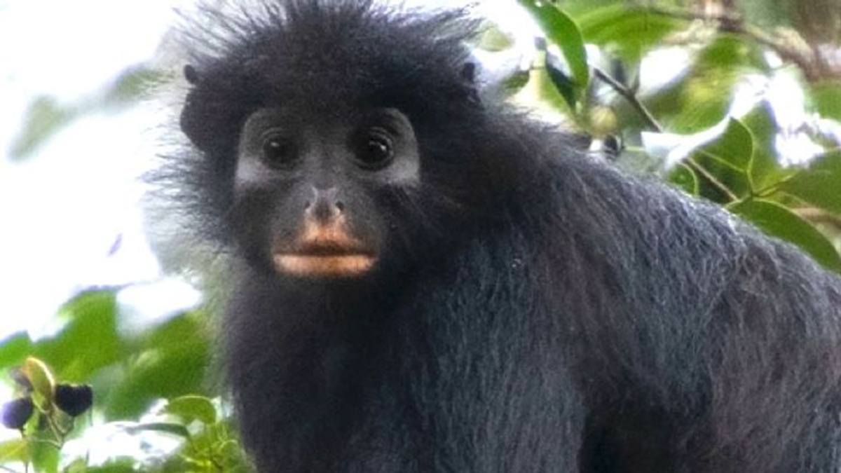 Descubren un nuevo mono con los labios naranjas en las selvas del Congo 1 Em la foto, la nueva especie de mono descubierta en la República Democrática del Congo