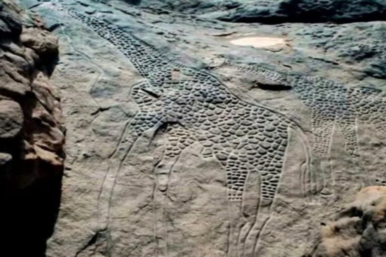 En la foto, las jirafas del desierto del Ténéré