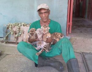 En la foto, un trabajador del zoológico nacional con los cuatro cachorros de tigre