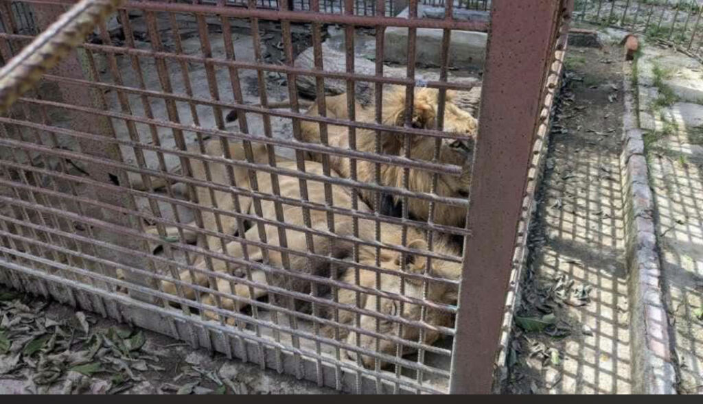 Muere un león en el zoológico de Las Tunas en medio de denuncias por falta de alimento