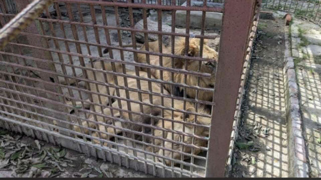 Muere un león en el zoológico de Las Tunas en medio de denuncias por falta de alimento