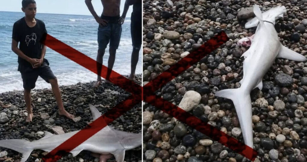 Alarma por la matanza de tiburones en Santiago de Cuba