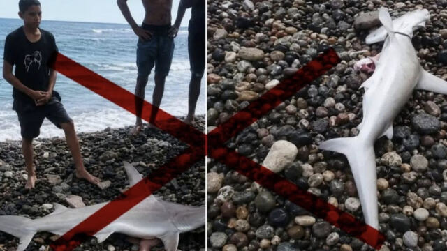 Alarma por la matanza de tiburones en Santiago de Cuba
