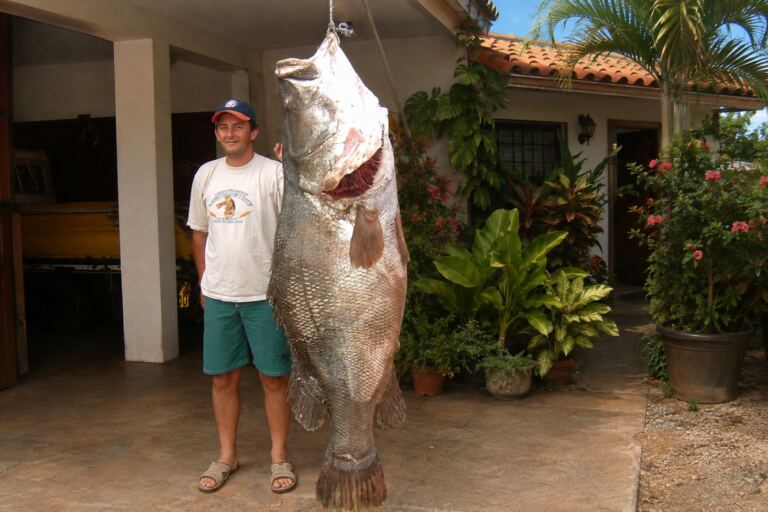 En la foto, una enorme perca del Nilo