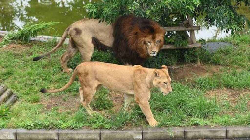 En la foto, leones en un zoológico en Tokio