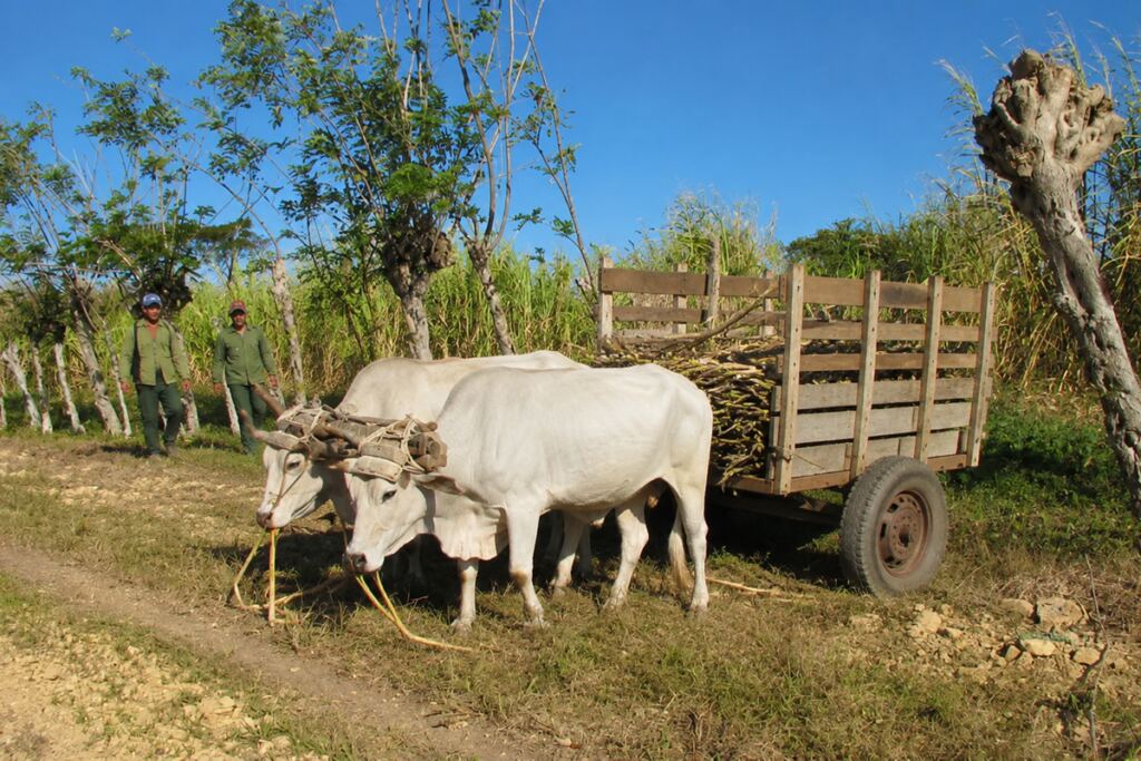 En la foto, una carreta con bueyes en Cuba
