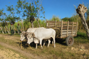 En la foto, una carreta con bueyes en Cuba