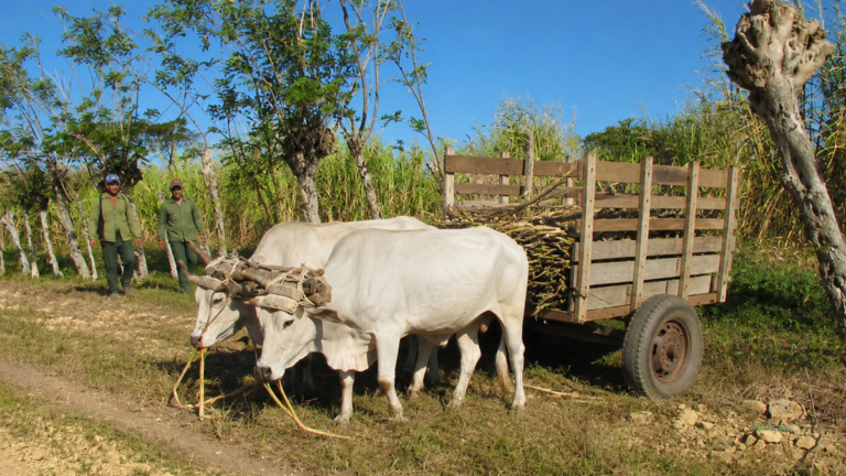 Inicio 4 En la foto, una carreta con bueyes en Cuba