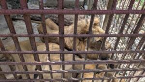 En la foto, leones en "huelga de hambre" en Cuba