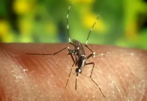 En la foto, un mosquito *Anopheles quadrimaculatus*