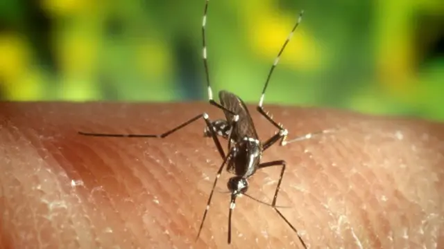 En la foto, un mosquito *Anopheles quadrimaculatus*
