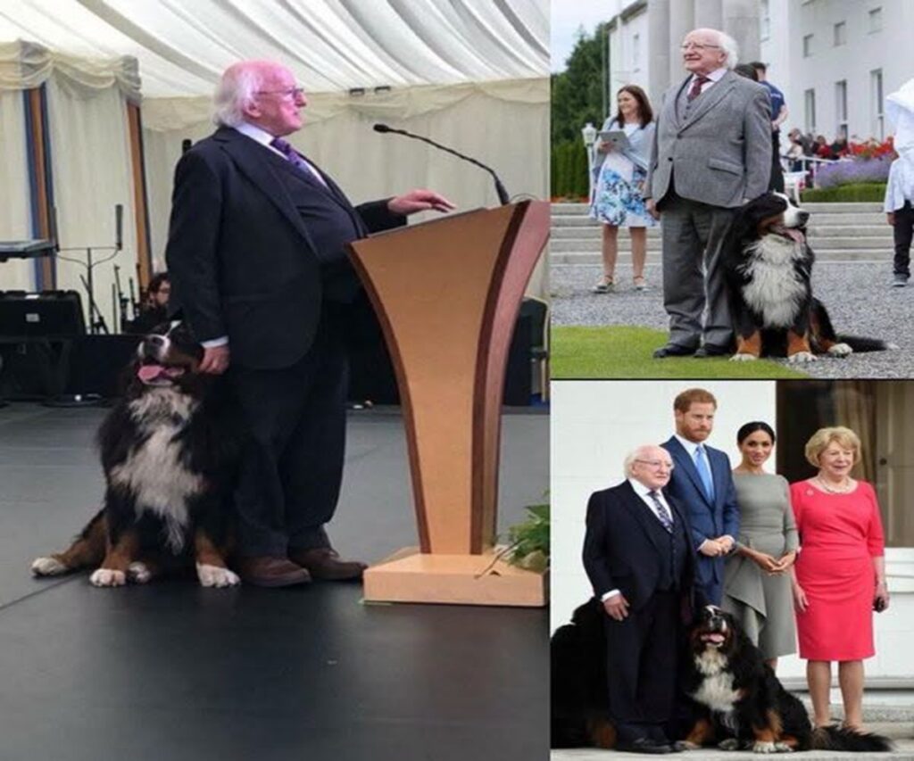 En la foto, momentos del presidente de Irlanda con sus perros