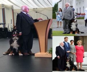 En la foto, momentos del presidente de Irlanda con sus perros