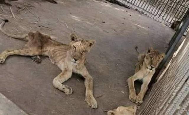 Ironías de la vida: los leones de Tokio mueren de calor, los de Cuba sobreviven sin comer
