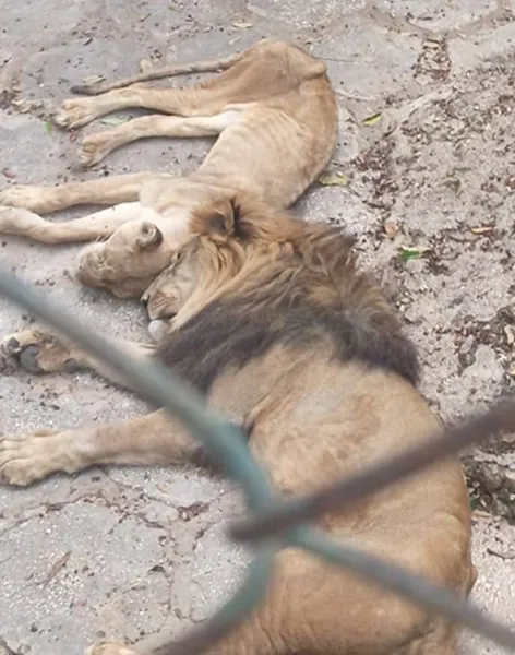 Ironías de la vida: los leones de Tokio mueren de calor, los de Cuba sobreviven sin comer