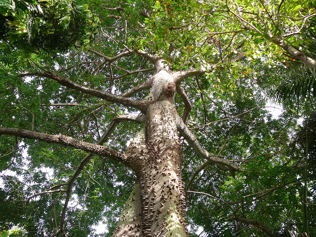 La ceiba partida y el nacimiento de un mito 2 La ceiba partida y el nacimiento de un mito