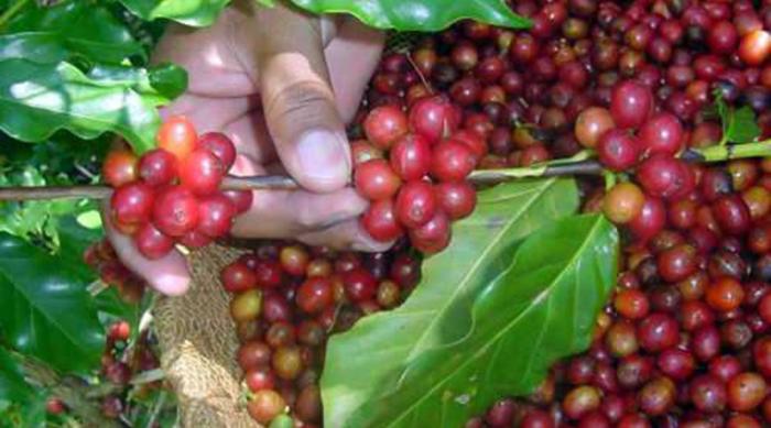 Oloroma llega a Granma en medio de la crisis del café y el desabastecimiento