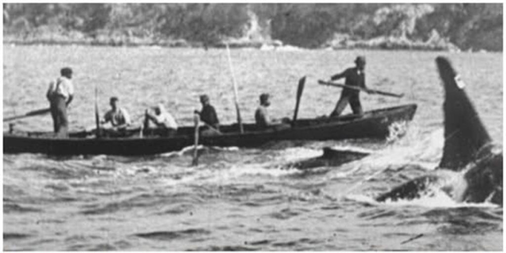 Ballenas, orcas y un reparto justo 4 En la foto, pescadores de ballenas en Twofold Bay, ayudado por orcas