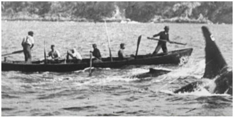 Ballenas, orcas y un reparto justo 1 En la foto, pescadores de ballenas en Twofold Bay, ayudado por orcas