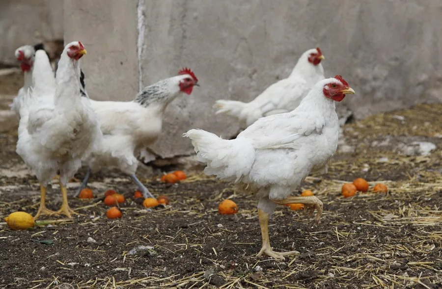 En la foto, gallinas en una granja avícola