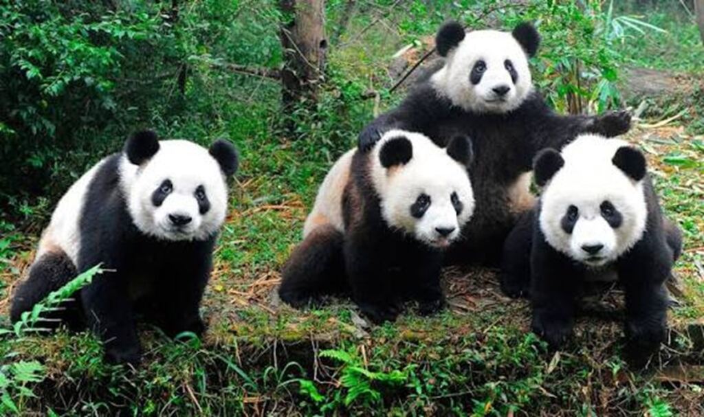 En la foto, osos pandas