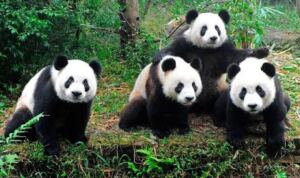 En la foto, osos pandas