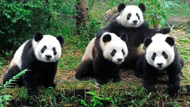 En la foto, osos pandas