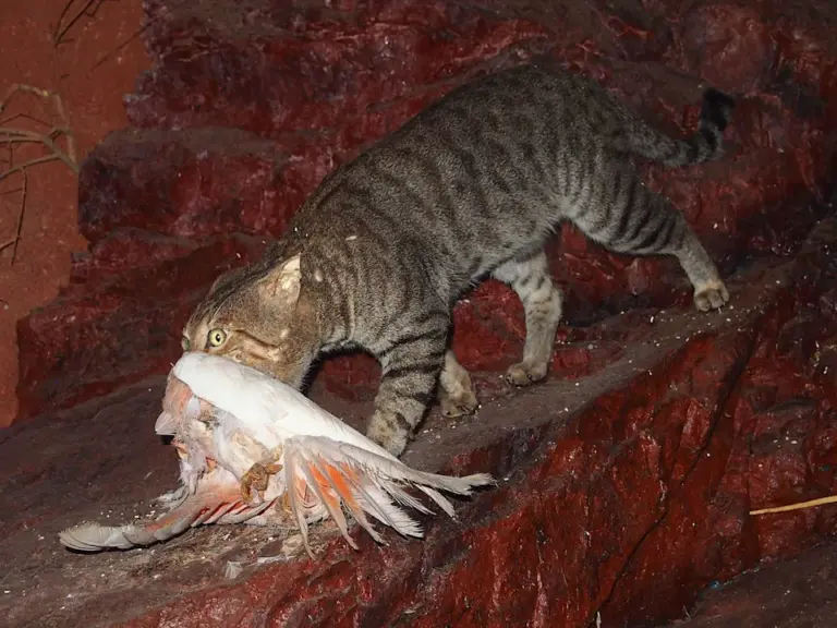 En la foto, un gato silvestre con una paloma en Australia