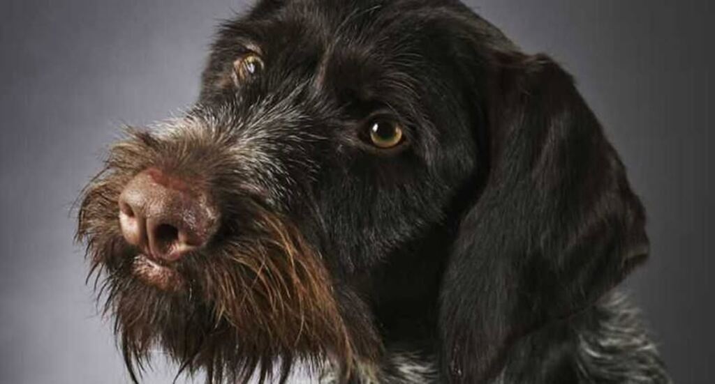 La rabia... 5 En la foto, un perrito