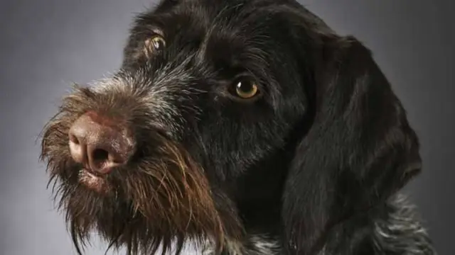 La rabia... 1 En la foto, un perrito
