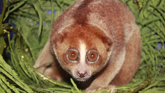 El primate que la ciencia perdió y los vecinos encontraron