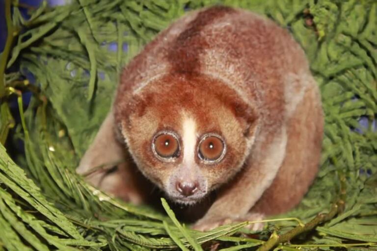 El primate que la ciencia perdió y los vecinos encontraron