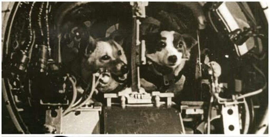 En la foto, Belka y Strelka a bordo del Sputnik 5
