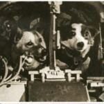 En la foto, Belka y Strelka a bordo del Sputnik 5