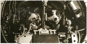 En la foto, Belka y Strelka a bordo del Sputnik 5