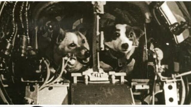 En la foto, Belka y Strelka a bordo del Sputnik 5