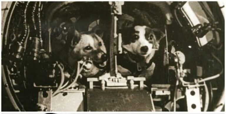 En la foto, Belka y Strelka a bordo del Sputnik 5