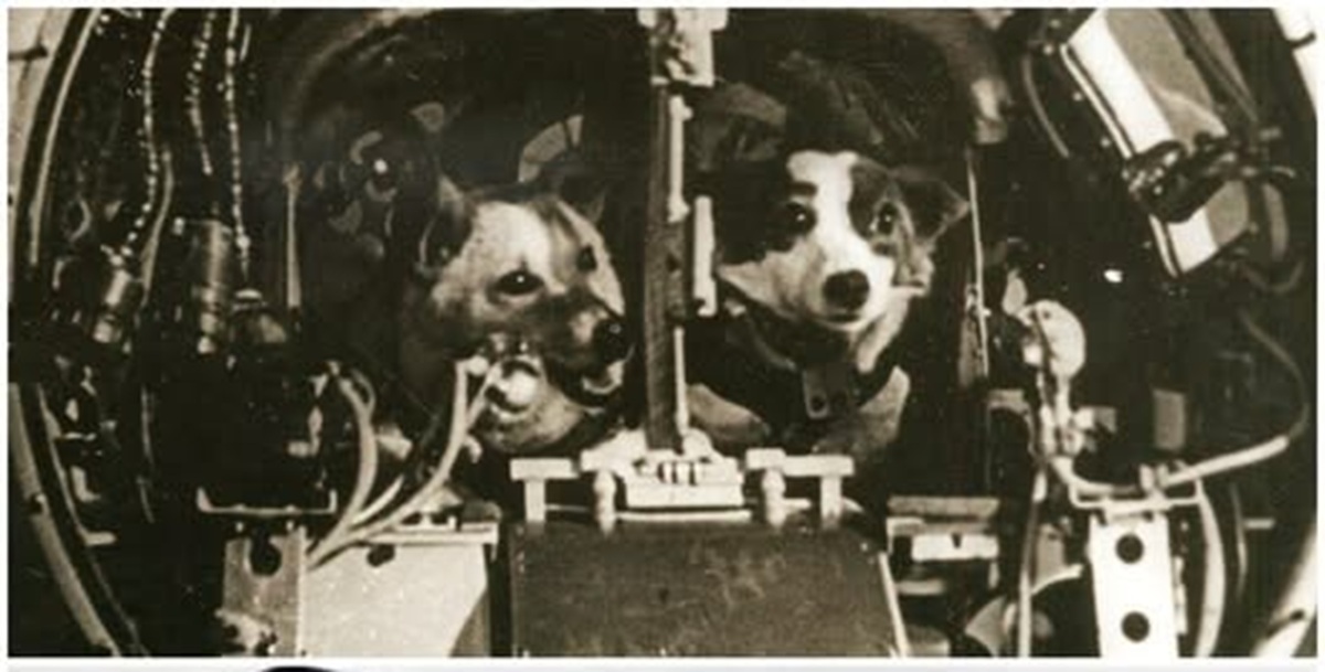 En la foto, Belka y Strelka a bordo del Sputnik 5