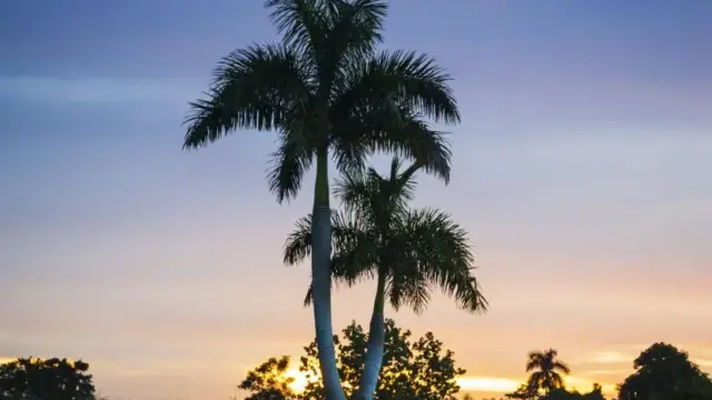 En la foto, palmas reales