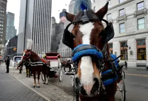 En la foto, un carruaje a caballo esperando en una calle cerca al Parque Central, en Nueva York