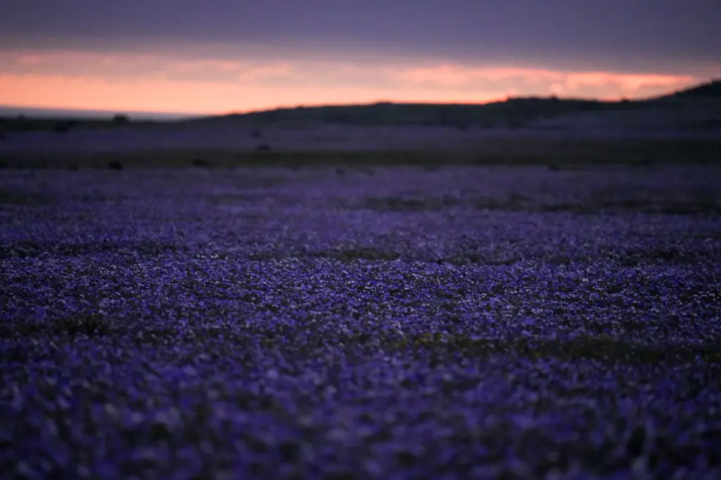 En la foto, Un manto de flores cubre el desierto de Atacama tras las lluvias cerca de Copiapó, Chile, el jueves 24 de septiembre de 2026