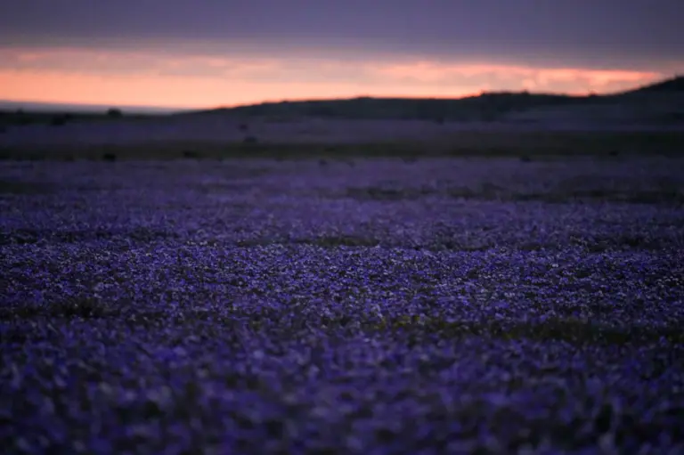 En la foto, Un manto de flores cubre el desierto de Atacama tras las lluvias cerca de Copiapó, Chile, el jueves 24 de septiembre de 2026
