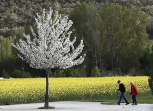 En la foto, Dos ancianos pasean junto a un campo de colza y un almendro en flor